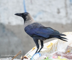 Corvus splendens