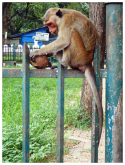Macaca sinica