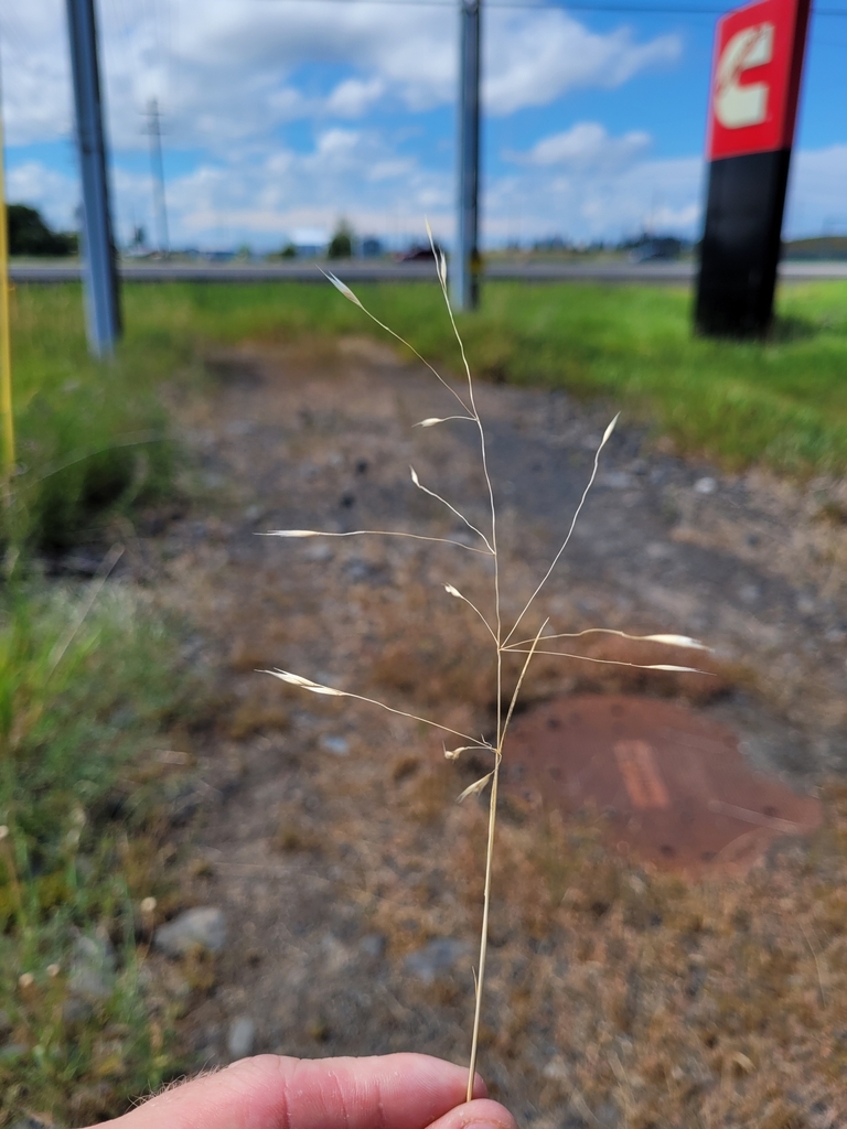 North Africa Grass from Spokane, WA 99224, USA on July 10, 2023 at 02: ...