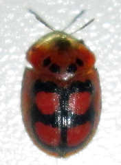 Aspidimorpha areata