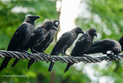 Corvus splendens