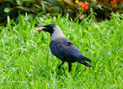 Corvus splendens