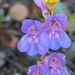 Azure Penstemon - Photo (c) Sharon Leopardi, some rights reserved (CC BY-NC), uploaded by Sharon Leopardi