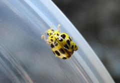 Psyllobora variegata