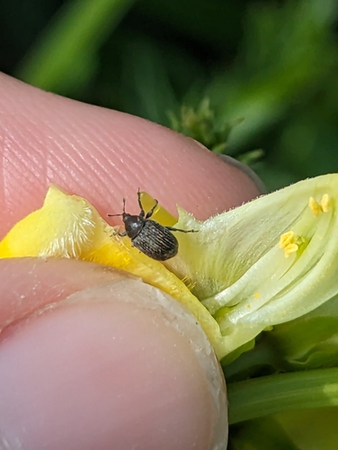 Toadflax Seed Weevil photo 3