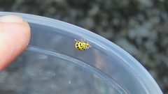 Psyllobora variegata