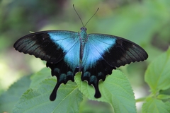 Papilio peranthus