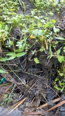 Parathelphusa convexa