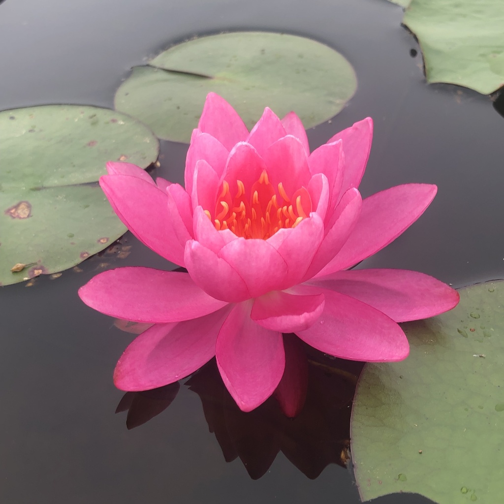 American white waterlily from Marion Johnson Rd, Athens, OH, US on July