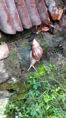 Lissachatina fulica