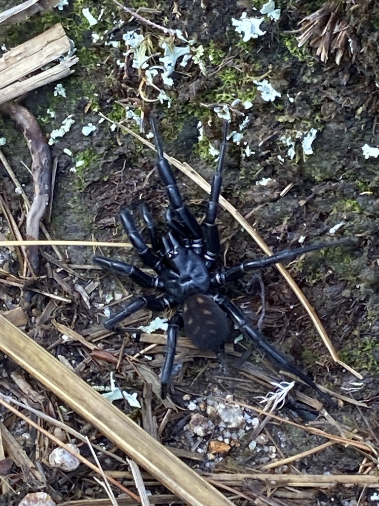 Hexathele otira