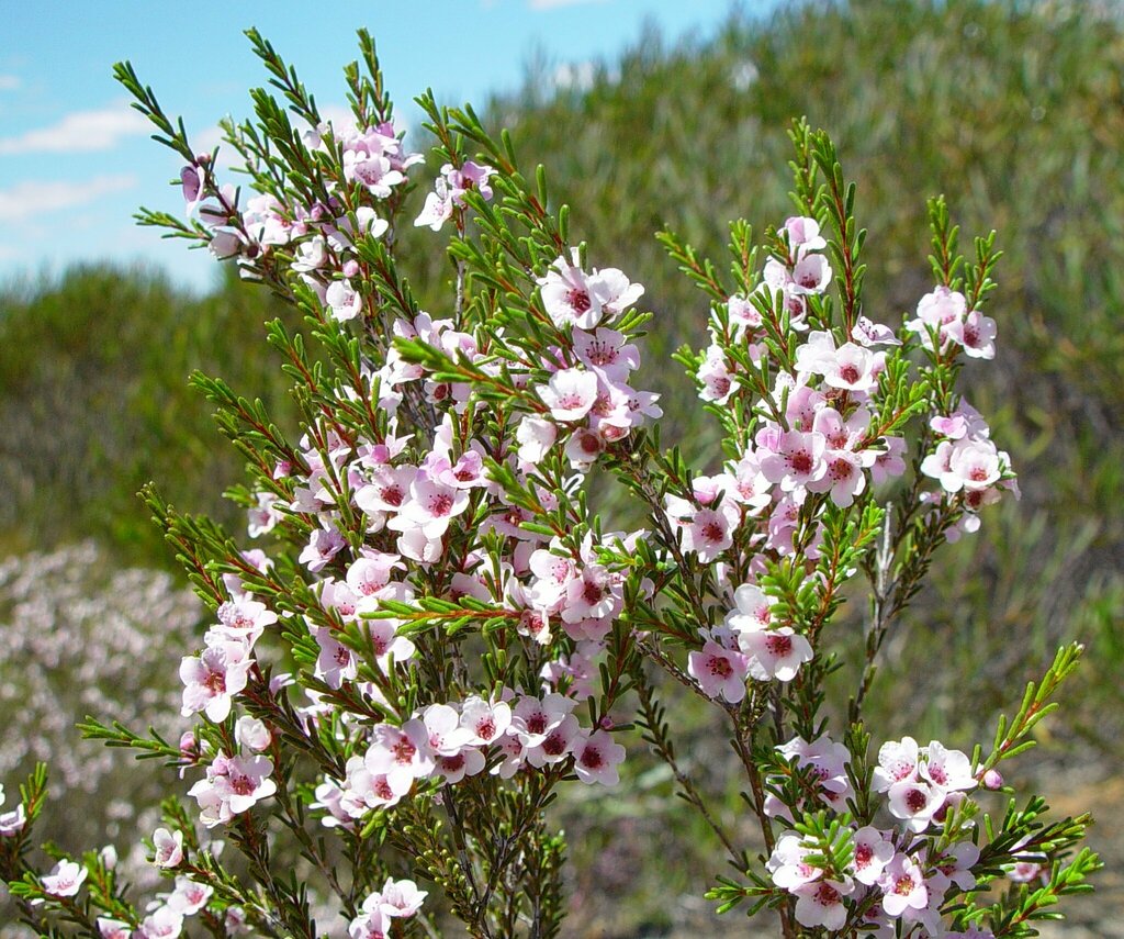 Aluta aspera