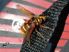 Milesia crabroniformis