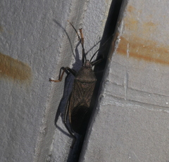 Notobitus meleagris