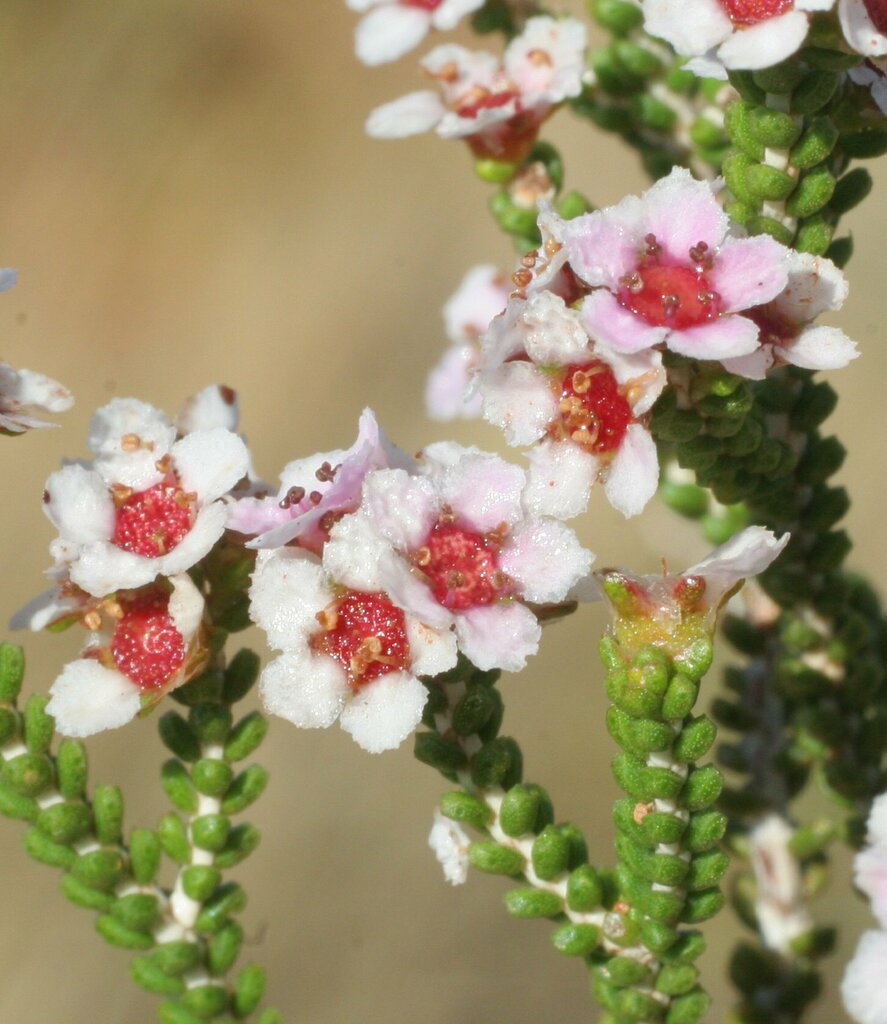 Desert heath myrtle