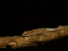 Anja Day Gecko photo 4