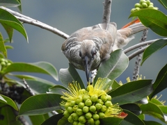 Philemon buceroides yorki