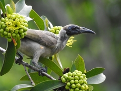 Philemon buceroides yorki