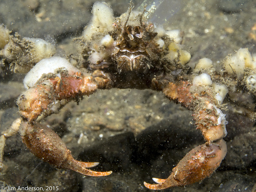 Representative image of Achaeus cranchii