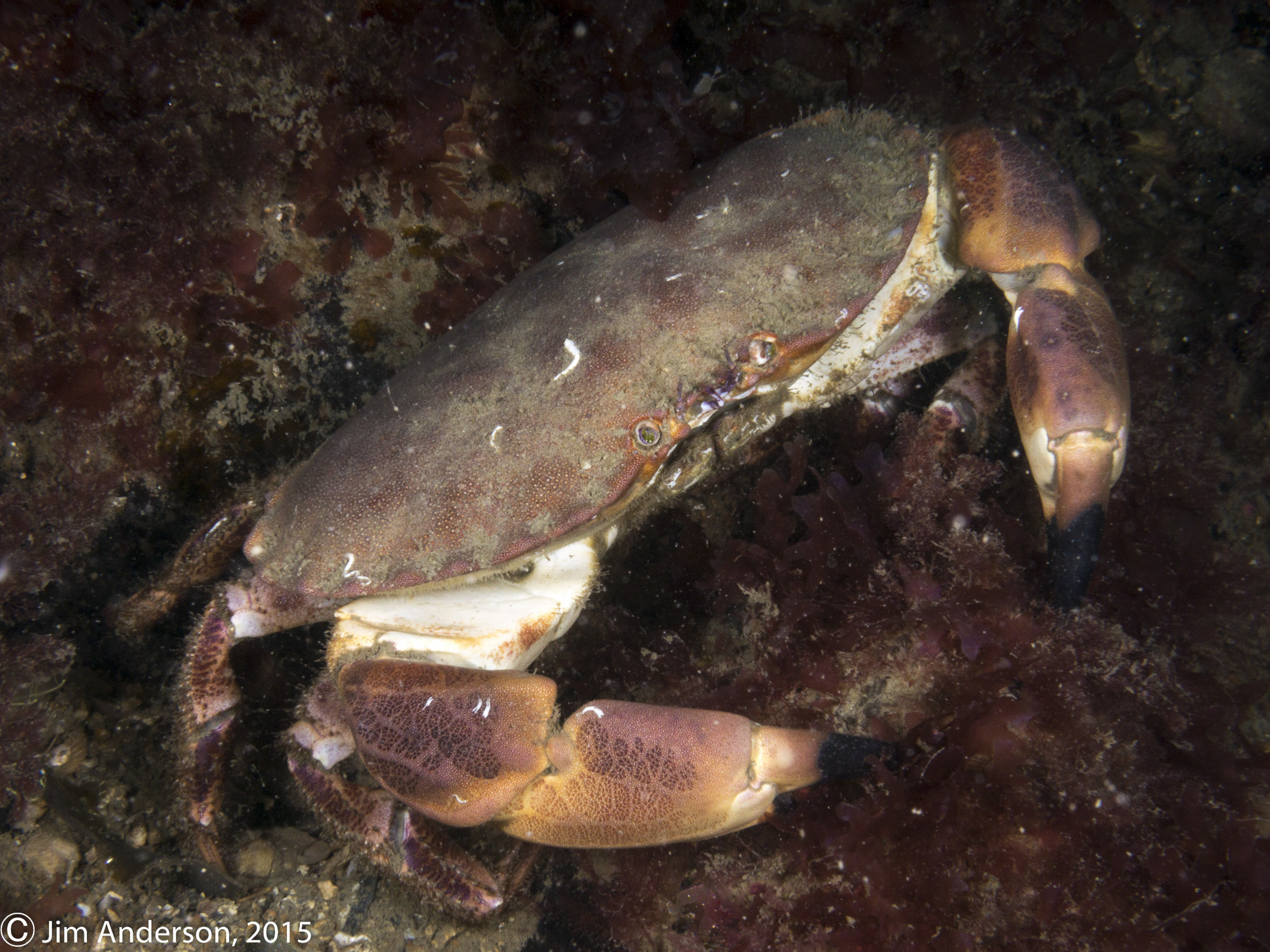 Cangrejo pardo (Cancer pagurus) · ArgentiNat, image size:2000x1500
