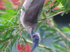 Philemon buceroides yorki