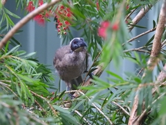 Philemon buceroides yorki