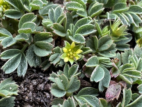 Sibbaldia procumbens iNat (2)