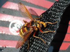 Milesia crabroniformis