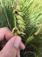 Orthochilus foliosus