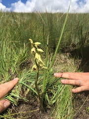 Orthochilus foliosus