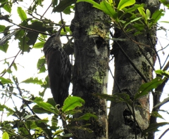 Lepidocolaptes squamatus