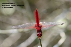 Urothemis signata insignata