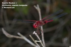 Urothemis signata insignata