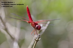 Urothemis signata insignata