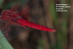 Urothemis signata insignata