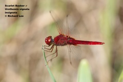 Urothemis signata insignata