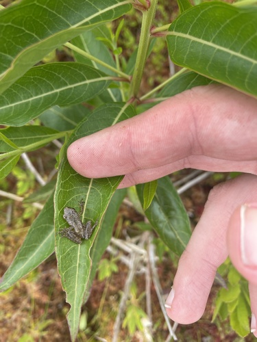 Spring Peeper photographed in Massachusetts