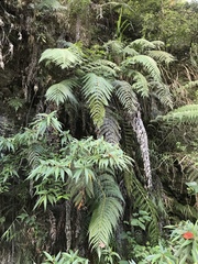 Woodwardia prolifera