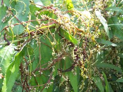 Cuscuta lupuliformis