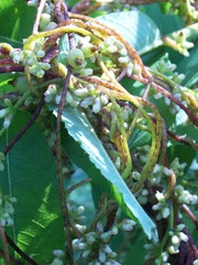 Cuscuta lupuliformis