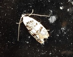 Scatochresis innumera