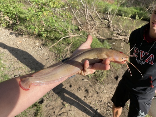 Smoothhead catfish (Clarias liocephalus) — Clariidae