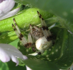 Araneus marmoreus