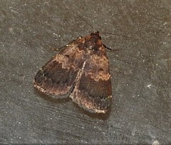 Hydrillodes dimissalis