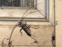 Didymocantha obliqua