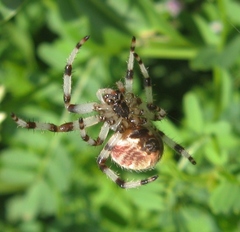Araneus marmoreus