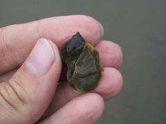 Ampullaceana balthica