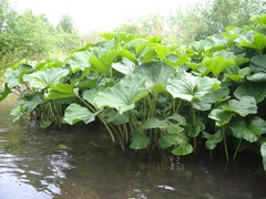 Petasites radiatus