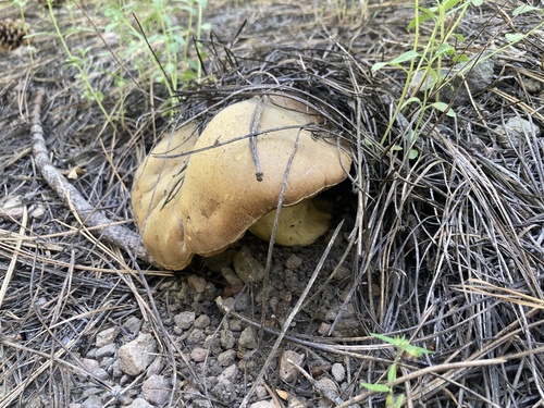 iNaturalist observation photo of Porcini and Allies