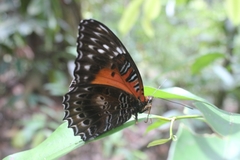Cethosia cydippe